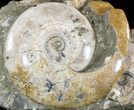 Wide Polished Ammonite Cluster - Cyber Monday Deal! #51539-1